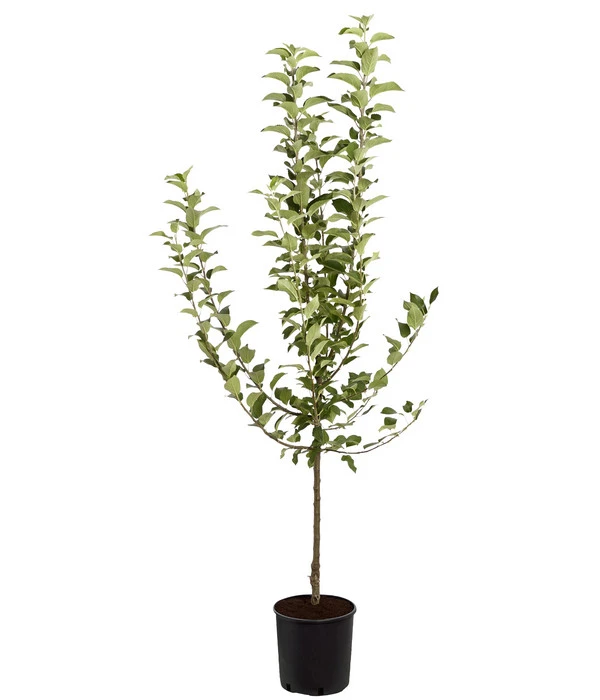 Winterapfel 'Goldparmäne' 5 Winterapfel 'Goldparmäne' – Bild 3