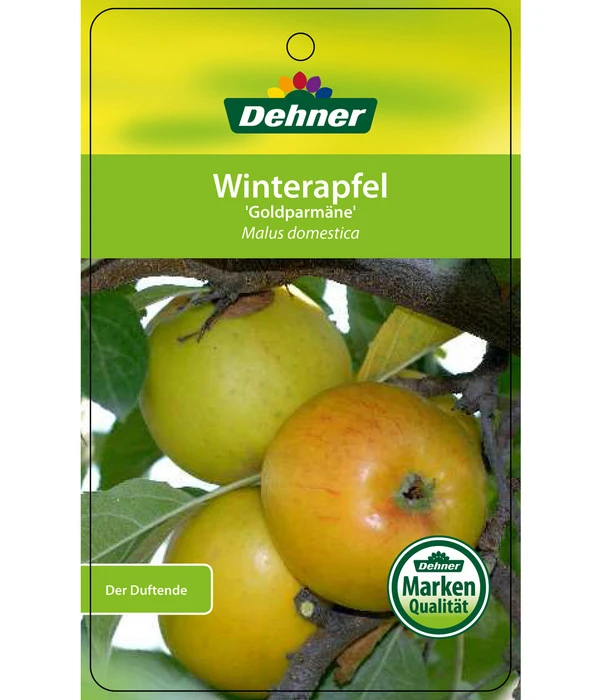 Winterapfel 'Goldparmäne' 7 Winterapfel 'Goldparmäne' – Bild 5