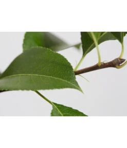 Sommerbirne 'Gute Luise' -Pflanzenglück Geschäft 7658578 PR DE 001 BirneGuteLuisePyrusBusch95LiterDehnerExpressZS