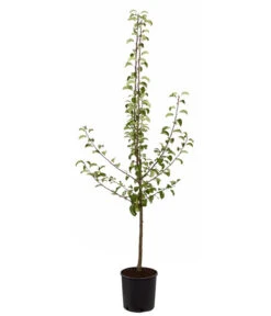 Sommerbirne 'Gute Luise' -Pflanzenglück Geschäft 7658578 PR FS 001 BirneGuteLuisePyrusBusch95LiterDehnerExpressZS