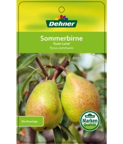 Sommerbirne 'Gute Luise' -Pflanzenglück Geschäft 7658578 SommerbirneGuteLuise Etikett 1