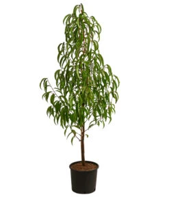 Nektarine, Verschiedene Sorten -Pflanzenglück Geschäft 7662620 WE FS 001 PrunusNektarineEinjaehrigDehnerExpressHerzig