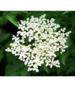 Großfruchtiger Holunder 'Haschberg' -Pflanzenglück Geschäft 7662760 PR DE 002 SambucusHolunderHaschbergPixabay