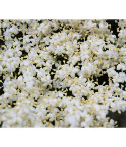 Großfruchtiger Holunder 'Haschberg' -Pflanzenglück Geschäft 7662760 WE DE 003 SambucusHolunderBluete