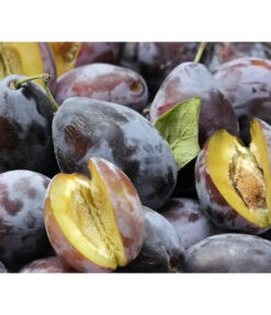 Hauszwetschge 9 Hauszwetschge -Pflanzenglück Geschäft 7663586 PR DE 001 PrunusPflaumeHauszwetschgePixabay