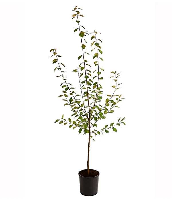 Hauszwetschge 4 Hauszwetschge – Bild 2