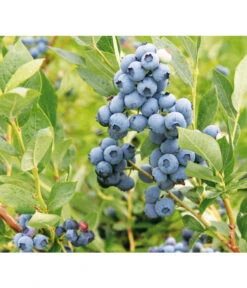 Heidelbeere 'Goldtraube'