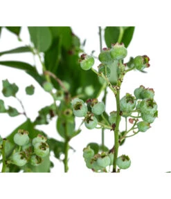 Dehner Heidelbeere 'Bluecrop' 9 Dehner Heidelbeere 'Bluecrop' -Pflanzenglück Geschäft 7665409 WE DE 005 VacciniumHeidelbeereBluecrop3L