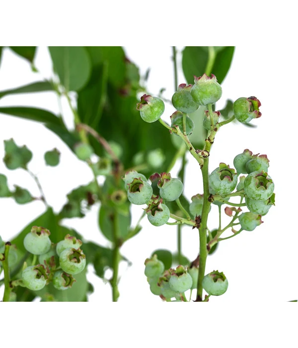 Dehner Heidelbeere 'Bluecrop' 6 Dehner Heidelbeere 'Bluecrop' – Bild 4