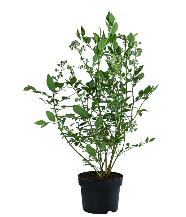 Dehner Heidelbeere 'Bluecrop' 4 Dehner Heidelbeere 'Bluecrop' – Bild 2