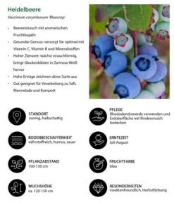 Dehner Heidelbeere 'Bluecrop' 8 Dehner Heidelbeere 'Bluecrop' -Pflanzenglück Geschäft 7665409 WE IG 001 HeidelbeereVacciniumcorymbosumBlueCrop