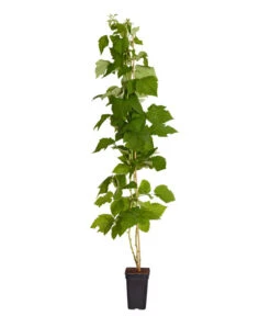 Dehner Gourmet Garten Himbeere 'Homecane®' 5 Dehner Gourmet Garten Himbeere 'Homecane®' -Pflanzenglück Geschäft 7666662 PR FS 002 Himbeere HomeCaneDehnerExpressZS