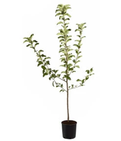 Winterapfel 'Jonagold' -Pflanzenglück Geschäft 7691645 PR FS 001 ApfelJonagoldMalusBusch95LiterDehnerExpressZS