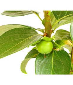 Dehner Kaki 'Rojo Brillante' - Kaki-Pflaume 'Rojo Brillante' -Pflanzenglück Geschäft 7693377 PR DE 001 KakiRojoBrillanteBUDehnerExpressHerzig