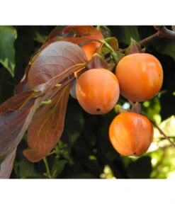 Dehner Kaki 'Rojo Brillante' - Kaki-Pflaume 'Rojo Brillante' -Pflanzenglück Geschäft 7693377 WE DE 005 KakiDiospyrosKakipflaumeRojoBrillante Pixabay