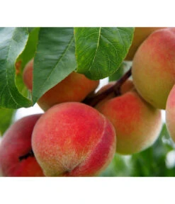 Dehner Pfirsich 'Kernechter Vom Vorgebirge'