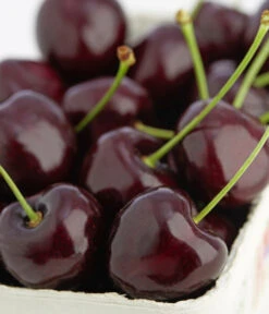 Süßkirsche 'Kordia' -Pflanzenglück Geschäft 7703143 PR DE 001 KirscheKordiaDehnerExpressZS