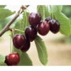 Süßkirsche 'Kordia' -Pflanzenglück Geschäft 7703143 WE DE 001 KirscheKordia