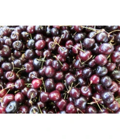 Süßkirsche 'Merchant' 9 Süßkirsche 'Merchant' -Pflanzenglück Geschäft 7710205 WE MO 002 KirscheMerchantPixabay