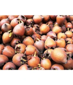 Mispel 7 Mispel -Pflanzenglück Geschäft 7711088 WE MO 001 MispelMespilusPixabay