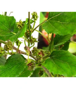 Maulbeere 'Mojo Berry' 7 Maulbeere 'Mojo Berry' -Pflanzenglück Geschäft 7714579 WE DE 011 MorusMojoBerrieMaulbeereT13