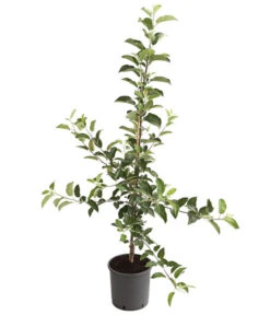 Pflanzenglück Geschäft 16 Pflanzenglück Geschäft -Pflanzenglück Geschäft 7723786 WE FS 001 Apfelsorten