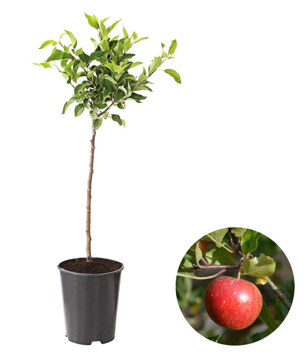 Zwergapfel 2 Zwergapfel