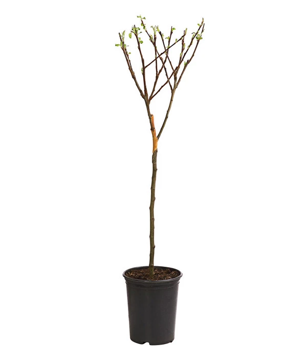 Zwergapfel 3 Zwergapfel – Bild 2