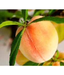 Bestseller -Pflanzenglück Geschäft 7723992 WE DE 001 ZwergobstObstzwergPfirsich