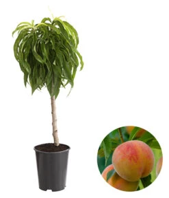 Bestseller 11 Zwergpfirsich 'Bonanza'