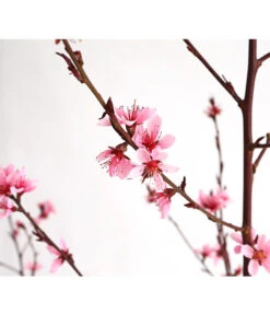 Pfirsich 'Rubira', Rotblättrig -Pflanzenglück Geschäft 7728819 WE DE 001 PfirsichRotblaettrigDehnerExpressHerzig