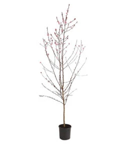 Pfirsich 'Rubira', Rotblättrig -Pflanzenglück Geschäft 7728819 WE FS 001 PfirsichRotblaettrigDehnerExpressHerzig