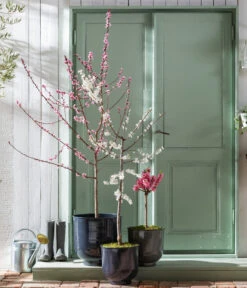 Pfirsich 'Rubira', Rotblättrig -Pflanzenglück Geschäft 7728819 WE MO 001 PfirsichPrunusPersica Content Fruehlingsstory 2023