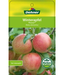 Winterapfel 'Pinova' -Pflanzenglück Geschäft 7729361 WinterapfelPinova Etikett 1