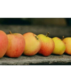 Winterapfel 'Pinova' -Pflanzenglück Geschäft 7729403 WE MO 001 ApfelPinovaPixabay