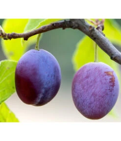 Zwetschge 'Presenta'