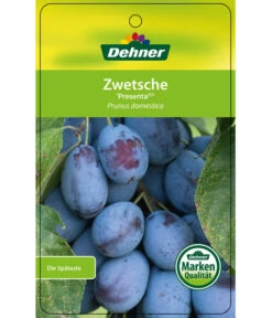 Zwetschge 'Presenta' 8 Zwetschge 'Presenta' -Pflanzenglück Geschäft 7729460 ZwetschePresenta Etikett 1