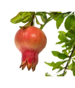Granatapfel 7 Granatapfel -Pflanzenglück Geschäft 7733470 PR DE 001 PunicaGranatapfelDehnerExpressHerzig