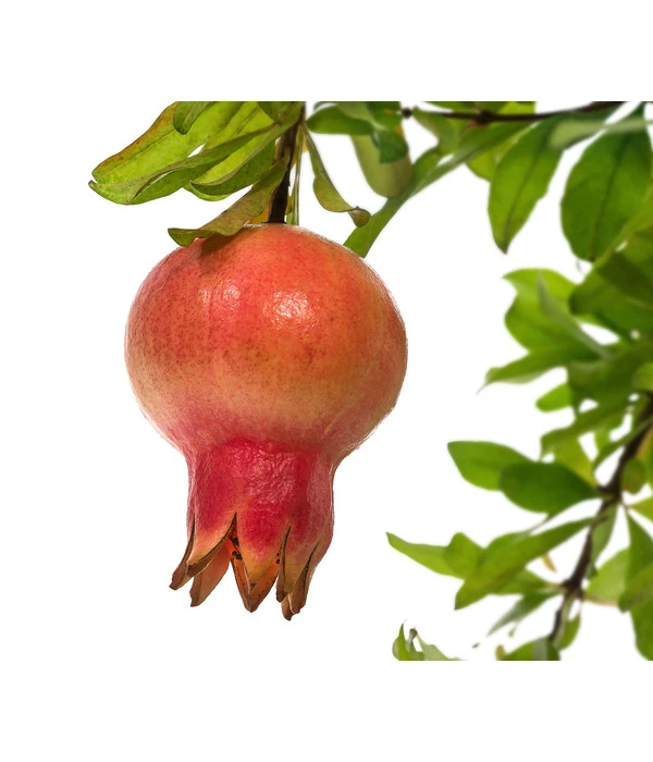 Granatapfel 5 Granatapfel – Bild 3