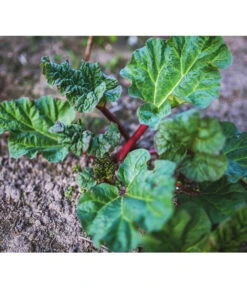 Dehner Gourmet Garten Himbeer-Rhabarber 9 Dehner Gourmet Garten Himbeer-Rhabarber -Pflanzenglück Geschäft 7736028 PR 001 RheumRhabarberPixabay