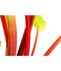 Dehner Gourmet Garten Himbeer-Rhabarber 8 Dehner Gourmet Garten Himbeer-Rhabarber -Pflanzenglück Geschäft 7736028 PR DE 002 RhabarberHimbeere2LiterDehnerExpressHerzig