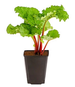 Bestseller -Pflanzenglück Geschäft 7736028 PR FS 002 RhabarberHimbeere2LiterDehnerExpressHerzig