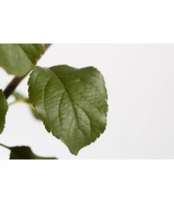 Herbstapfel 'Rubinola' -Pflanzenglück Geschäft 7747165 PR DE 001 ApfelRubinolaMalusBusch95LiterDehnerExpressZS