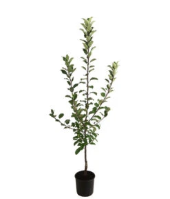 Allergikerapfel 'Santana' 7 Allergikerapfel 'Santana' -Pflanzenglück Geschäft 7750631 WE FS 001 ApfelbaumMalusApfelSantanaAllergikerapfel