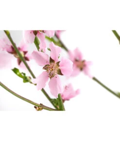 Säulennektarine 'Fantasia' -Pflanzenglück Geschäft 7752710 WE DE 001 PrunusSauelennektarineFantasia