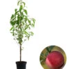 Säulenpfirsich 'Aida' -Pflanzenglück Geschäft 7752728 WE FS 001 SaeulenpfirsichAida