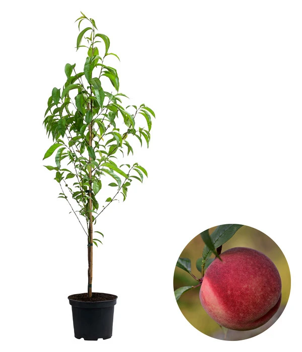 Säulenpfirsich 'Aida' 3 Säulenpfirsich 'Aida'