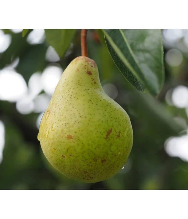 Säulenbirne 'Obelisk' 4 Säulenbirne 'Obelisk' – Bild 2