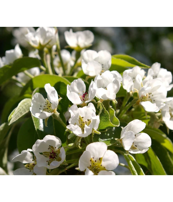 Säulenbirne 'Obelisk' 5 Säulenbirne 'Obelisk' – Bild 3