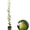 Säulenbirne 'Obelisk' 2 Säulenbirne 'Obelisk' -Pflanzenglück Geschäft 7754989 WE FS 001 SaeulenbirneObelisk